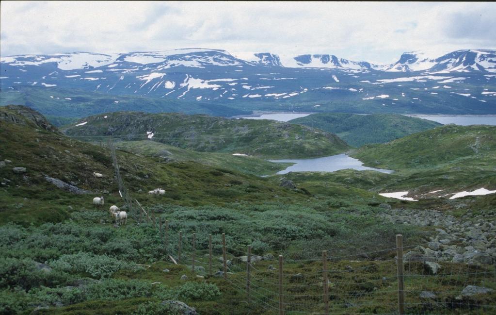 A broad range of ecosystem services in mountains are affected by grazing Supporting: plant productivity, vegetation cover, nutrient cycling, nitrogen mineralisation Regulating: treeline, density of