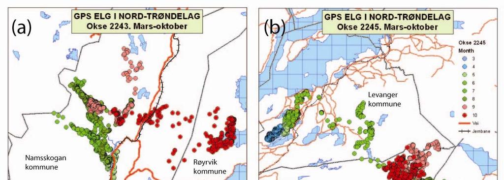 Figur 2.9.2. Eksempel på vandringsmønster hos elgokse 2243 (a) og elgokse 2245 (b) i perioden mars 2006 oktober 2006.