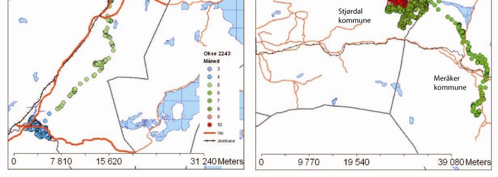 Legg merke til at kartene har ulik målestokk. I figur 2.9.2. har vi vist eksempler på vandringer for to okser som ble påsatt GPS/GSM/VHFhalsbånd.