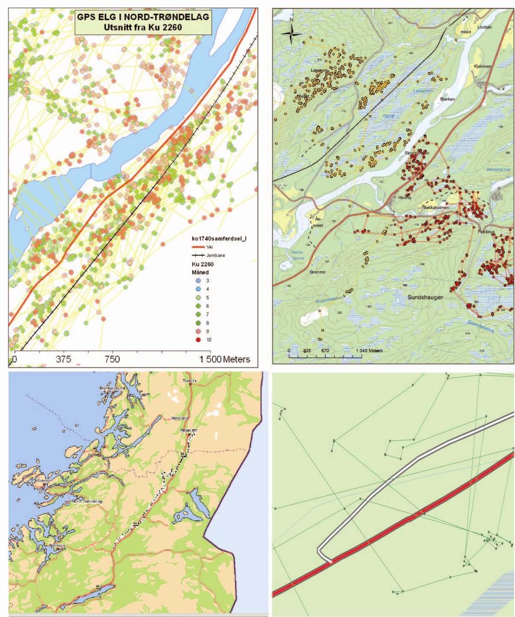 framtidige undersøkelser basert på radiomerkede elger, har vi engasjert en student som skal se nærmere på den generelle utviklingen i trafikkdødelighet hos elg i hele Nord-Trøndelag siden 1980 (se