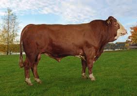 Kryss inn Simmental for effektiv kjøttproduksjon! 73101 Ja P av Nes 73101 Ja P av Nes, kollet seminokse Ja P uttatt som seminokse etter endt testomgang 2014/15.