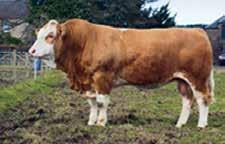 Importokser Simmental importokser 2015/2016. Norsk Simmental forening hadde semin import av tyske Strabinos PP, Britiske Dirnanean Apostle, Østeriske Rekord Pp og tyske Levis PP.