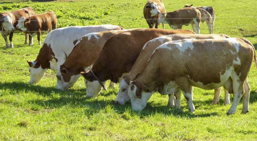 Rekruttering av mordyr Simmental Hva skal man legge vekt på ved utvelgelse av hvilke kviger som skal settes på? Er det det du visuelt ser som betyr noe, eller er det indekser som er retningsgivende?