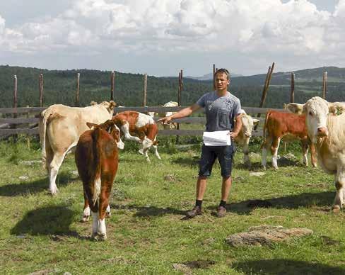 Indekser gir deg en pekepinn på hva som er dyrets sterke og svake sider basert på slektningers prestasjoner. Kjøttsimmental i Norge er en liten populasjon.