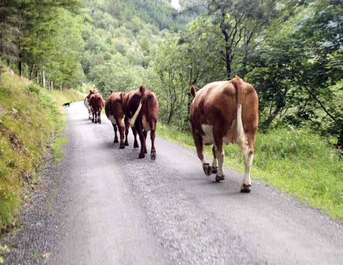 Kyr på veg til beite. FOTO: PRIVAT Ein nyfødd kalv på beite til stor overrasking for både firbeinte og to beinte.