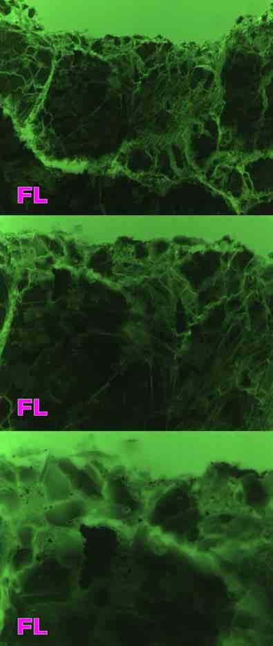 d) Detaljer av sprekkene i grønnsteinskornet fra figur 37c i fluorescens (FL). Bildebredde 1.49mm.