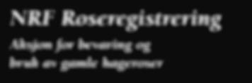 Over: Liten albarose fra standen i Freiaparken. NRF Roseregistrering Aksjon for bevaring og bruk av gamle hageroser NRF Roseregistrering Kom og Vis-tiltak 2010.