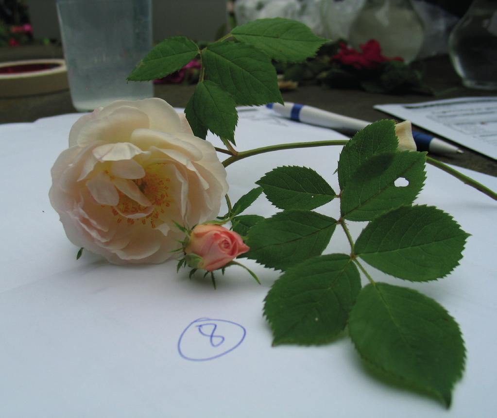 Uidentifisert rose fra standen i Freiaparken. Muligens El Areana. hagen er helst villroser, R. villosa og R. pomifera. Andre gamle hageroser her er Hurdalsrose, flere ulike gulroser og rugosaroser.