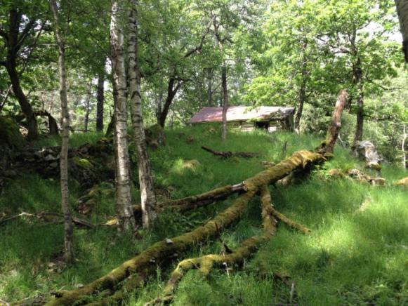 Lok. 8 Barlinddalen Det ble funnet to barlind-trær i Barlinddalen, anslagsvis 6-8 meter høye. Dalen var ellers dominert av blåbærgranskog med innslag av bjørk.