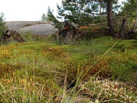 Brannfelter er ifølge DN-håndbok 2006 økologiske sett verdifulle naturtyper fordi mange arter med spesialisert økologi er helt avhengig av skogbrann.