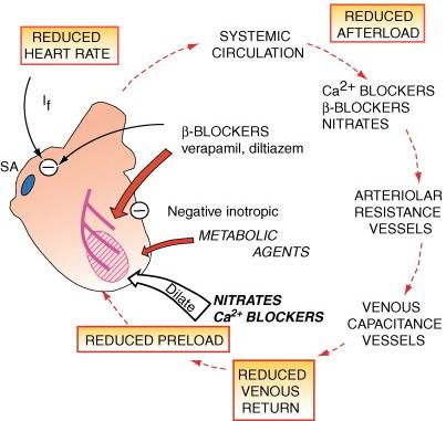 Anti-angina medisiner - mekansimer In addition to shortacting nitrates,