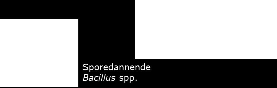 - Kritisk lagringstid for råmelk er 60-72 timer ved 2-4 0 C - Produserer varmeresistente proteinaser og lipaser -