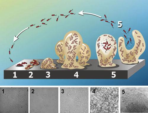 Biofilm i meieriindustrien Avstøting av biofilm: - En nødvendig prosess for at mikrobene skal kunne overleve og danne nye nisjer andre steder Avstøting av