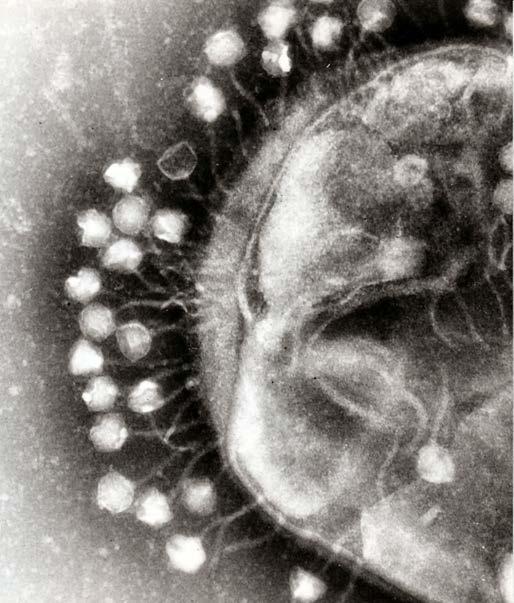Bakteriofager Problemer med bakteriofagangrep i ostefremstilling: Ystemelka er ikke steril!