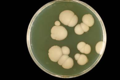 Metabolisme hos gjær: Fermenterer karbohydrat laktose, galaktose eller glukose Nedbryter karbohydrat til etanol og CO2 Nedbryter protein kan dette fremskynde modning?