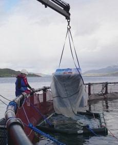 Røkting av rognkjeks Mattilsynet stiller samme krav til fiskevelferd og røkting for rognkjeksen som hos laks. Dette er lovpålagt.