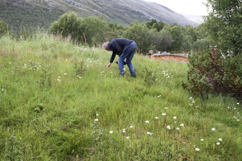 4 Resultat Nysetra ID: BN00081018. Hattremslykkja Seterkve kartlagt som naturbeitemark (D04). Sjå lokalisering på figur 1.