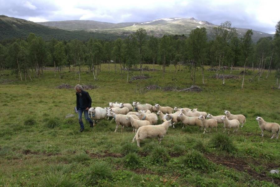 Det er rydda bra i den sørvestlege delen av området. Det var sau på beite her under kartlegginga. Nysetra ID: BN00068619. F 238 og F239. Ølstadsetra Seterkve kartlagt som naturbeitemark (D04).