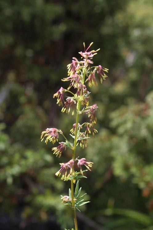 Smalfrøstjerne (Thalictrum simplex ssp. simplex) og marinøkkel (Botrychium lunaria) funne på Ølstadkvea. Tandsetra ID: BN00068620 F309 Vesl-Tande Seterkve kartlagt som naturbeitemark (D04).