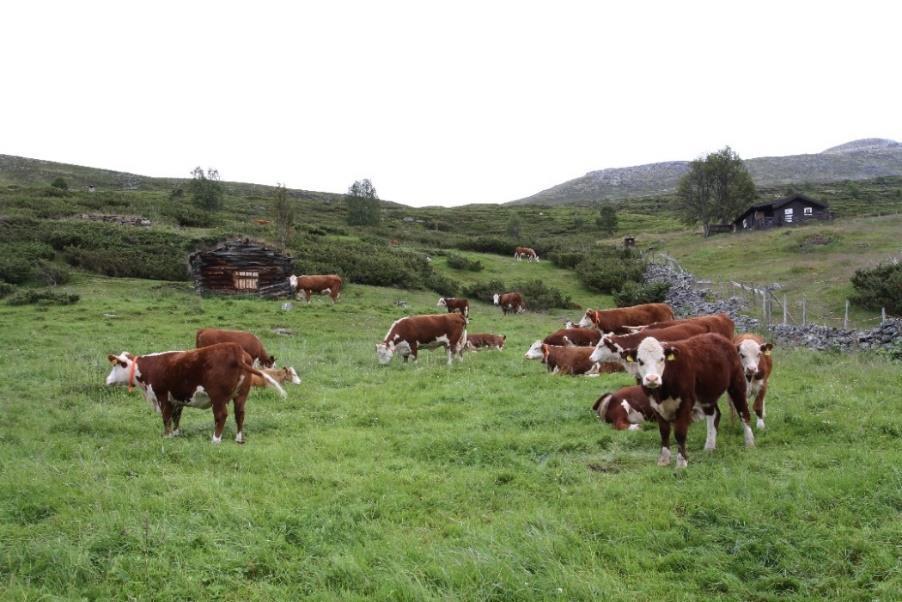 Slåttonn på Sjong, truleg først på