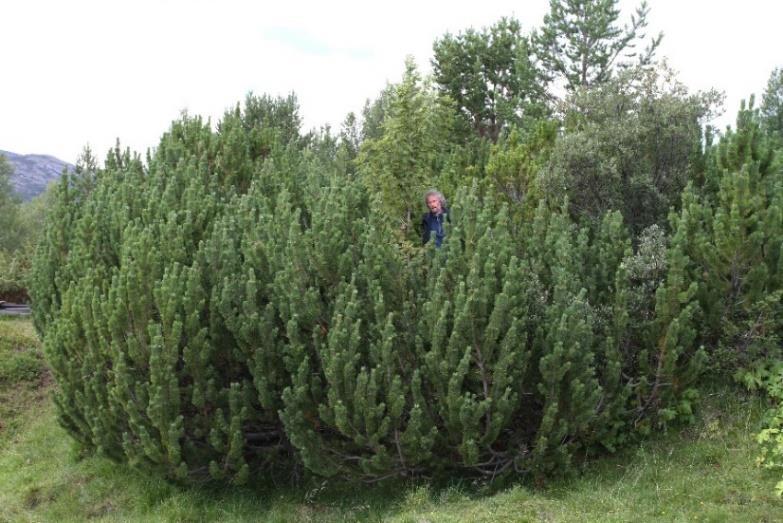 Sjong ID: BN00068622 Nestandesetra Seterkve kartlagt som hagemark (D05). Sjå lokalisering på figur 3. Setrene her vart rydda og bygd ikring år 1700. Sidan har det vore minst tre setrer her.