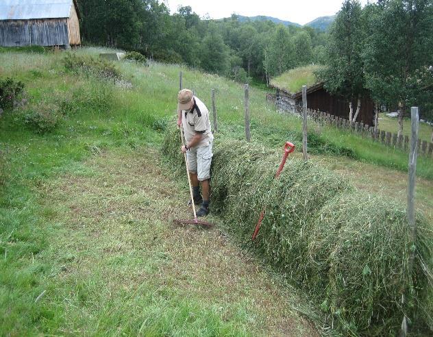 Einskilde år som kvea på Nestande ikkje blir beita, blir den gjerne slått. Dette er med på å halde den i god hevd. Slåttekaren er Helge Hole, tidlegare brukar.