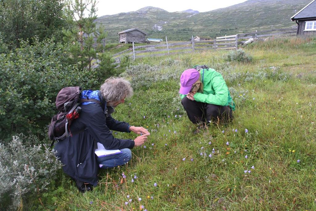 Liten beitebakke nedst på kvea til Nær-Siem.