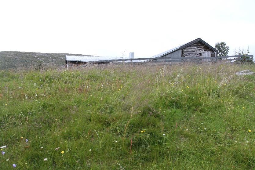 Midti Tynnøl (Kvita) På kvea var det kortvakse følblom-eng med mykje harerug Bistorta vivipara og fjellmarikåpe Alchemilla alpina.