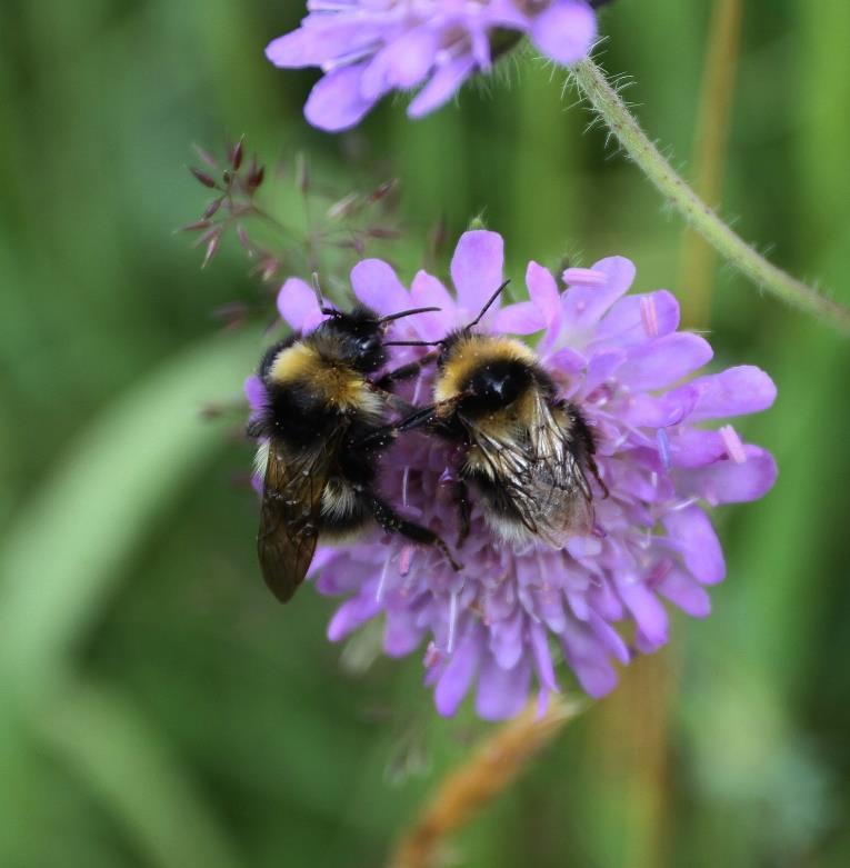 Kvita (fire område) Det er god hevd på naturbeitemarka her og det er stadvis rydda ein del einer i seinare tid. Framhald av noverande beitetrykk er bra.