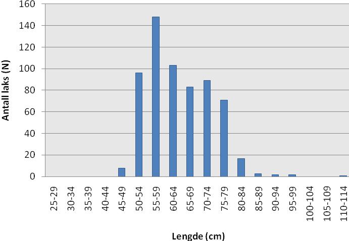 Laksen som ble registrert og målt i fisketelleren i Berrefossen i 2009 var hovedsaklig laks med totallengder mellom 50 og 80 cm.