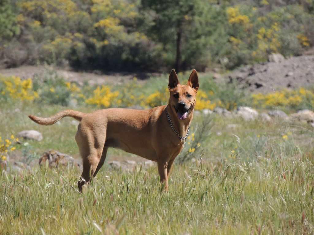 Daisy i grønne på Gran Canaria Nei, Daisy er bare en hund.