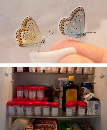 Etter klekkingen ble blåvingene matet med sukkervann, før de ble satt i kjøleskap i påvente av utsettingen. Hunn til venstre og hann til høyre. Fotos: Hallvard Elven.