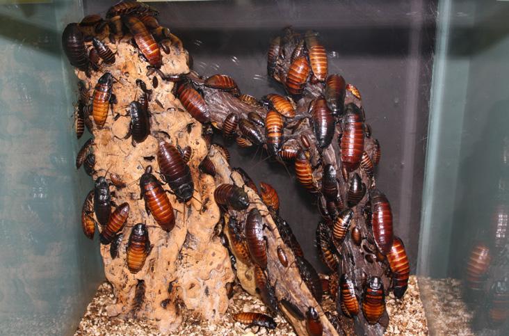 Jobb for arbeidsledige insektsamlere om vinteren Essig Museum of Entomology i California hadde ett stort problem.
