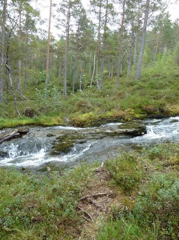 A: B: C: D: Figur 9. Et utvalg bilder av vegetasjonen og elva i nedbørfeltet til Nesthuselva og Vinsandelva. A: Furuskog langs Nesthuselva.