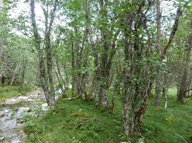 Vangsvatnet og fordi Voss er den største fossekallkommunen i Hordaland (Olav Overvoll pers medd.