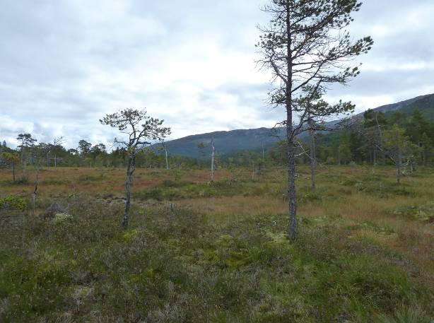 Fossekall står på Bernkonvensjonens liste II og i følge den siste veilederen for kartlegging og dokumentasjon av biologisk mangfold ved bygging av småkraftverk