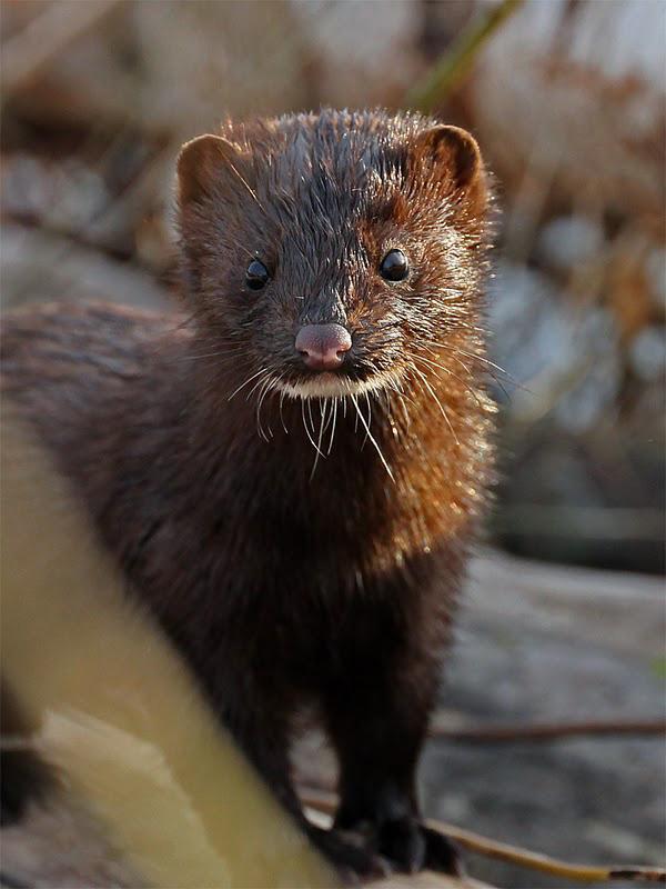 Bever passerte opp i elva 26.4 (REA). En rådyrbukk på øya 15.5 (BKY). Kun spor er funnet etter elg i år.