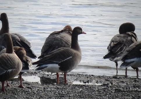 Bird Race Den årlige tårnkonkurransen mellom fugletårnene på Linnesstranda, Fiskumvannet og Grunnane ble avholdt 2.