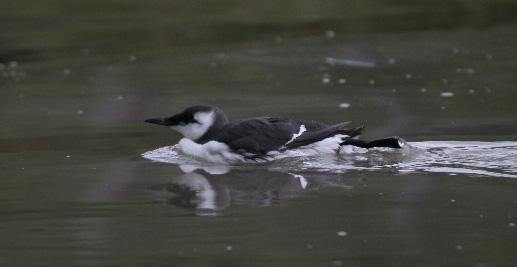 Gluttsnipe Status: Vanlig på trekk 2011: Observert på 22 dager i perioden 25.4-2.9. Største antall var 9 ind 7.5 (BEL, JEN, REA). Skogsnipe Status: Vanlig, sannsynlig hekkefugl.