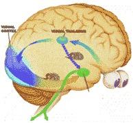 Affektbevissthet: Integrering og regulering av følelser fremmer fysisk og psykisk helse og livskvalitet The emotional brain Affektene kan være ubevisste og plage oss uten at vi vet det Oppmerksomhet,