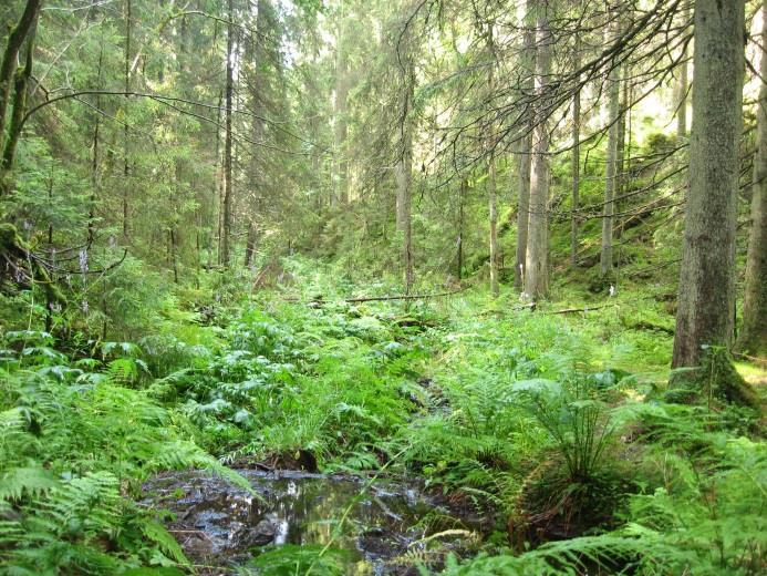 Skjøtsel og tilrettelegging av små stier: Små stier utvikler seg som de vil og trenger i hovedsak ikke å bli skjøttet.