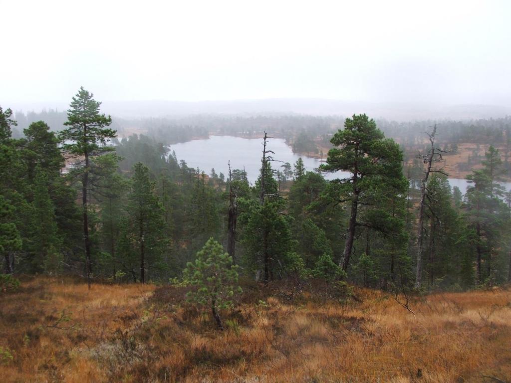 FYLKESMANNEN I NORD-TRØNDELAG UTKAST