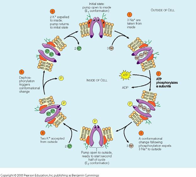 1 Besvarelse eksamen i emnet TFY4260 Cellebiologi og cellulær biofysikk 1 juni 2010 Oppgave 1: Transport over membraner.