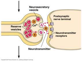 Vesiklene tømmer sitt innhold ut i den synaptiske kløften ved eksocytose neurotransmittoren diffunderer over