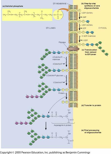 3 b) Binding of epithelial cells to the basal membrane - The integrin laminin receptor binds epithelial cells to the basal lamina via the adhesive protein laminin.