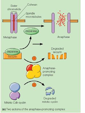 - When microtubule is binding to kinetochore on all chromosome, cdc20 are able to bind to the anaphase-promoting complex.