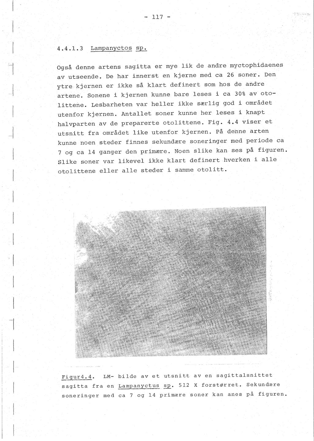 ~ 117-4.4.1.3 Lampanyctos sp. 1 Også denne artens sagitta er mye ik de andre myctophidaenes av utseende. De har innerst en kjerne med ca 26 soner.