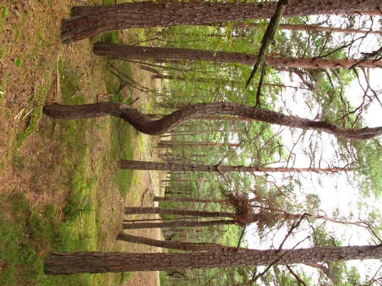 - Utkast til skjøtselsplan for Gåsøy, Nøtterøy kommune - Figur 3 a, b. Fattig furuskog på den indre av øya og fattige knauser langs kantene. Foto Ulrika Jansson, september 2011. 2.4.