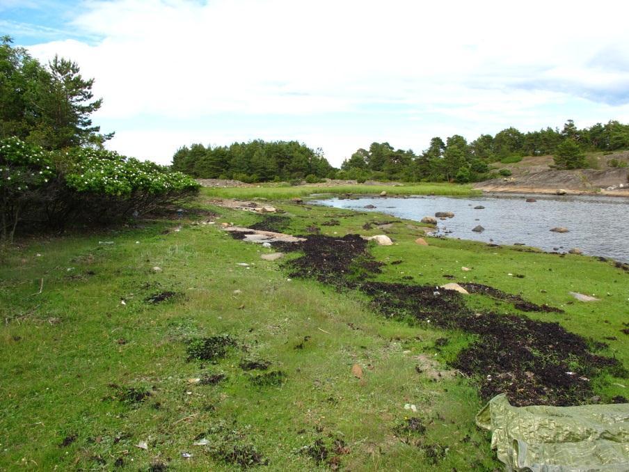 - Utkast til skjøtselsplan for Gåsøy, Nøtterøy kommune - Figur 4. Beitet strandengvegetasjon ved Risholmen. Rynkerosekratt til venstre i bildet. Foto: Ulrika Jansson, juni 2011. Figur 5.