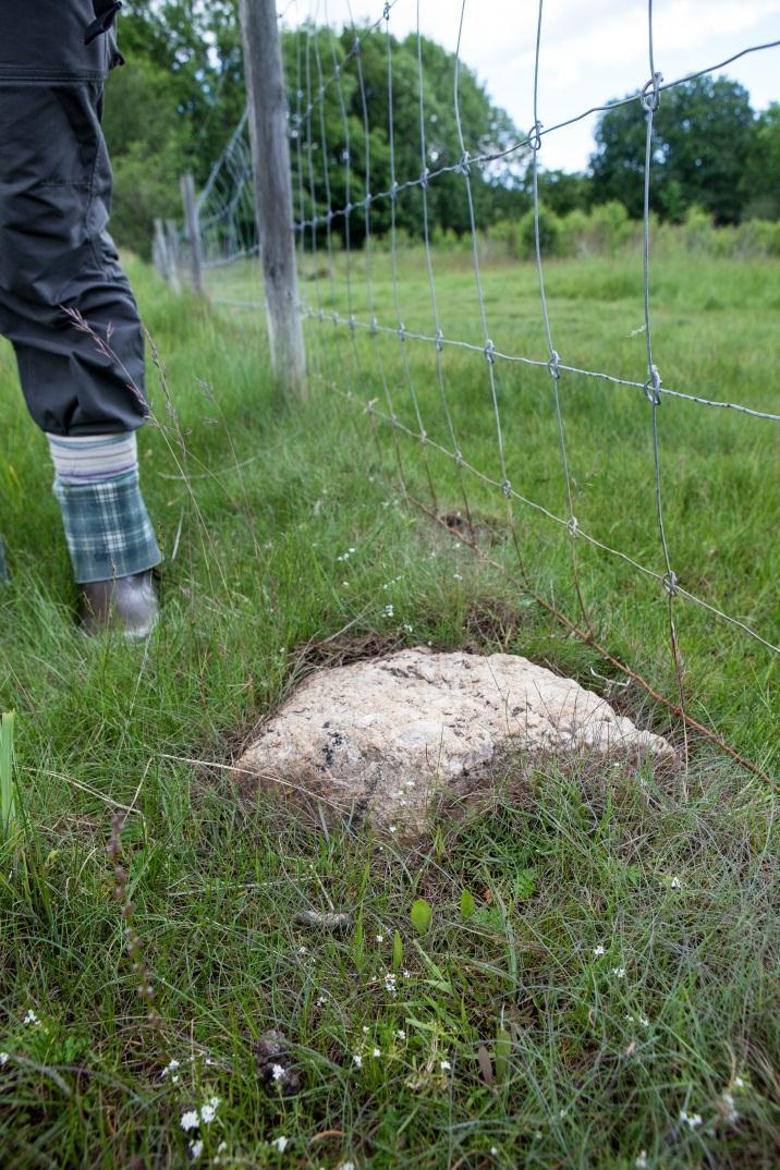 - Utkast til skjøtselsplan for Gåsøy, Nøtterøy kommune - Figur 14: Ormetunge forekommer rikelig i sone 3.1 rett utenfor gjerdet til beitemarka.